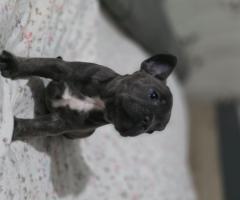 Френски булдог