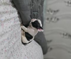 Френски булдог