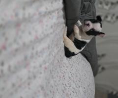 Френски булдог