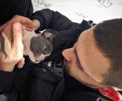 Френски булдог