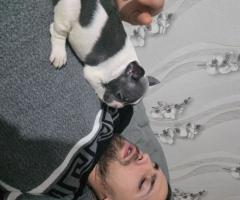 Френски булдог