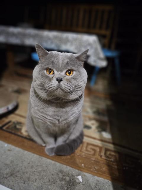 Арчи😻❤️😻