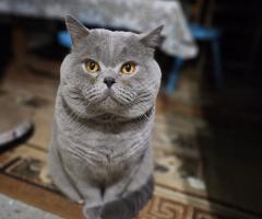 Арчи😻❤️😻