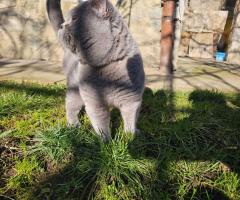 Арчи😻❤️😻