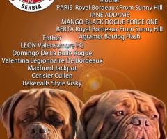 Бордоски дог Прекрасни кученца