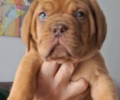 Бордоски дог Прекрасни кученца