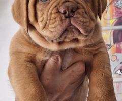 Бордоски дог Прекрасни кученца