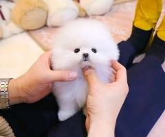 Очарователен мини померан