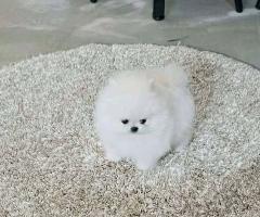 Очарователен мини померан