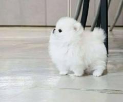 Очарователен мини померан