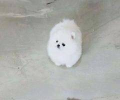 Очарователен мини померан