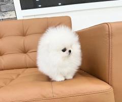 Очарователен мини померан