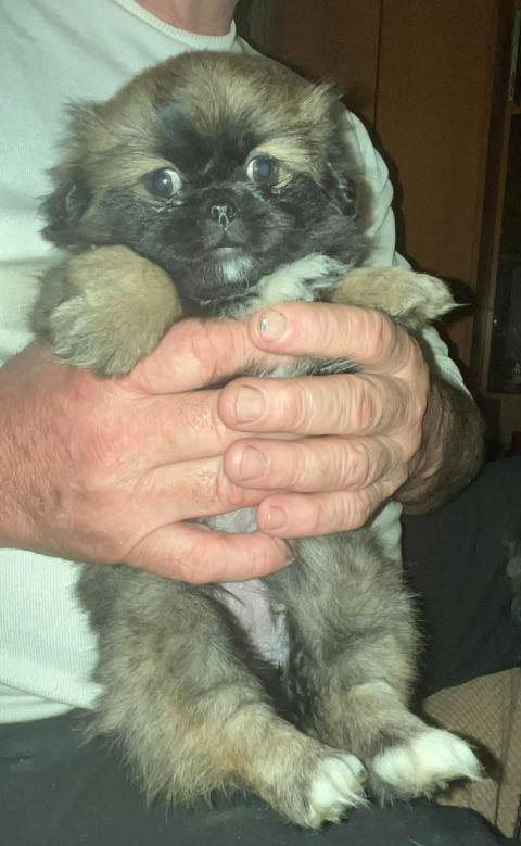 Продавам малки пухкави пекинезчета