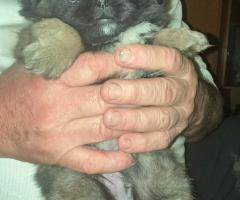 Продавам малки пухкави пекинезчета