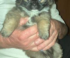 Продавам малки пухкави пекинезчета