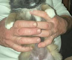 Продавам малки пухкави пекинезчета