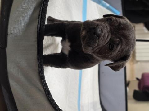 Продавам Кане Корсо