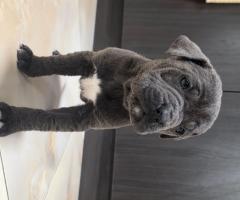 Продавам Кане Корсо