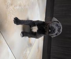 Продавам Кане Корсо