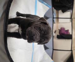 Продавам Кане Корсо