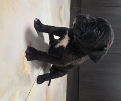 Продавам Кане Корсо