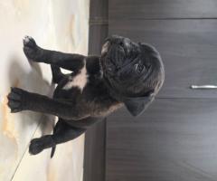 Продавам Кане Корсо