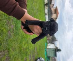 Продавам Кане Корсо