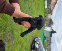 Продавам Кане Корсо