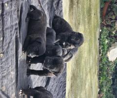 Продавам Кане Корсо