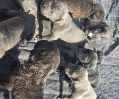 Продавам Кане Корсо