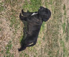 Продавам Кане Корсо