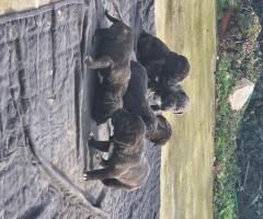 Продавам Кане Корсо