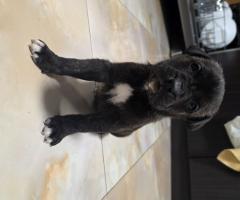 Продавам Кане Корсо