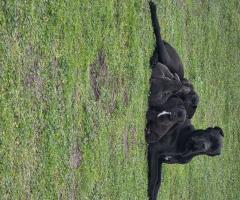 Продавам Кане Корсо