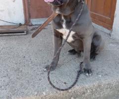 Продавам Кане Корсо