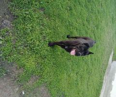 Продавам Кане Корсо