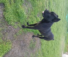 Продавам Кане Корсо