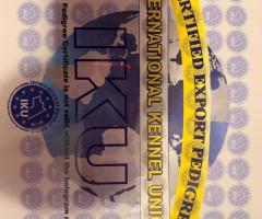 Продавам Кане Корсо