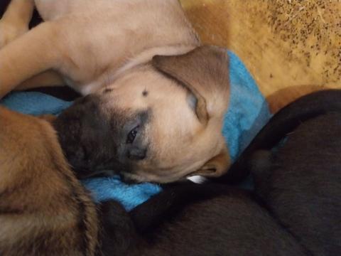 Малко куче за продан кане- корсо