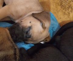 Малко куче за продан кане- корсо