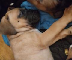 Малко куче за продан кане- корсо