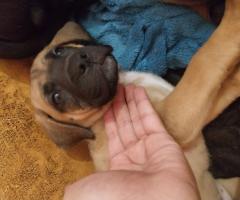 Малко куче за продан кане- корсо