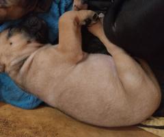 Малко куче за продан кане- корсо