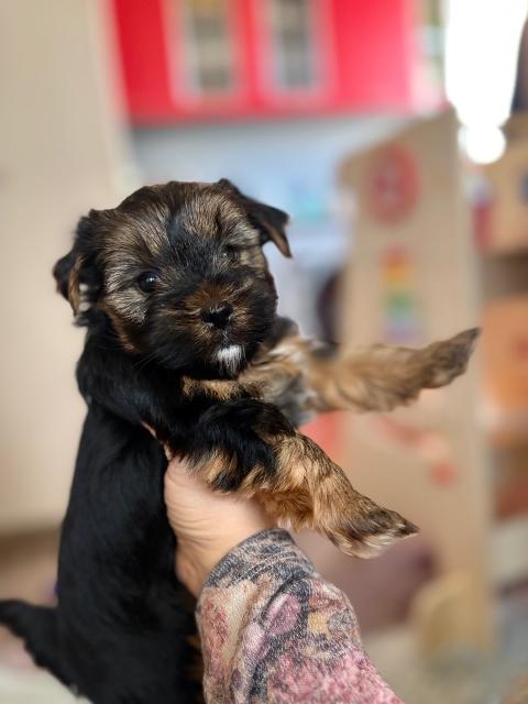 Две момичета търсят своя ЛЮБЯЩ дом