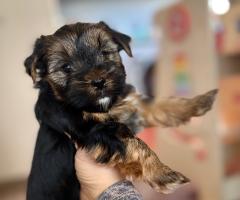 Две момичета търсят своя ЛЮБЯЩ дом