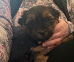 Две момичета търсят своя ЛЮБЯЩ дом