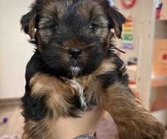 Две момичета търсят своя ЛЮБЯЩ дом