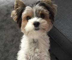 Yorkshire Terrier Biewer