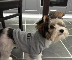 Yorkshire Terrier Biewer