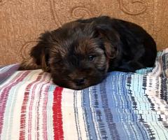 Две момичета търсят своя ЛЮБЯЩ дом